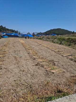 비금나루님의 기타작물 · 영농일지 작성글 사진