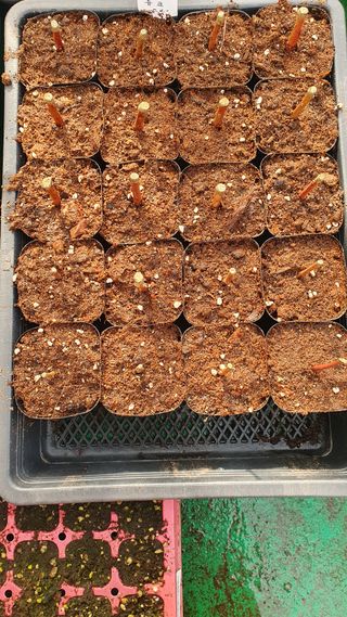 조재옥님의 블루베리 · 영농일지 작성글 사진