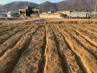 백용구님의 두릅 · 영농일지 작성글 사진