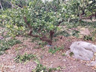 돌하르방2님의 기타작물 · 영농일지 작성글 사진