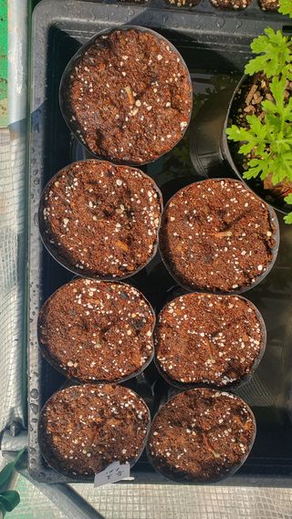 조재옥님의 블루베리 · 영농일지 작성글 사진