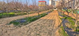 허행선님의 기타작물 · 영농일지 작성글 사진