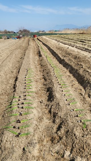 늘푸른 농장주님의 파 · 영농일지 작성글 사진