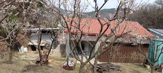 자두17509님의 매실 · 영농일지 작성글 사진