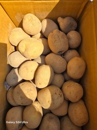 소병찬님의 감자 · 영농일지 작성글 사진