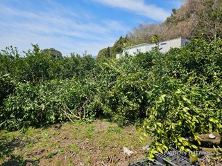 모래알님의 기타작물 · 영농일지 작성글 사진