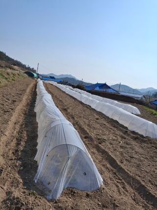 비금나루님의 기타작물 · 영농일지 작성글 사진