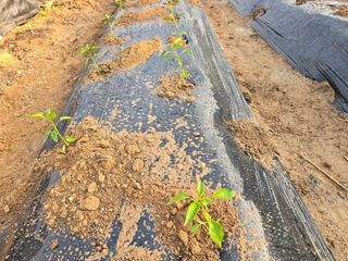 노아님의 고추 · 영농일지 작성글 사진