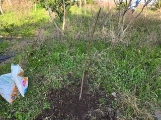 Captain김상곤님의 매실 · 영농일지 작성글 사진