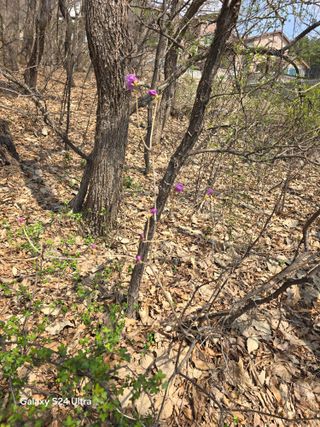 소병찬님의 감자 · 영농일지 작성글 사진