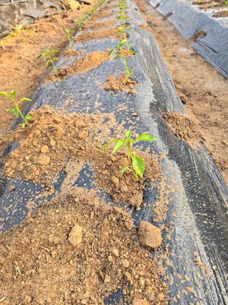 노아님의 고추 · 영농일지 작성글 사진