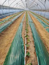 팜모닝 기타작물·영농일지 게시글 이미지