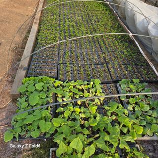 이완숙님의 기타작물 · 영농일지 작성글 사진