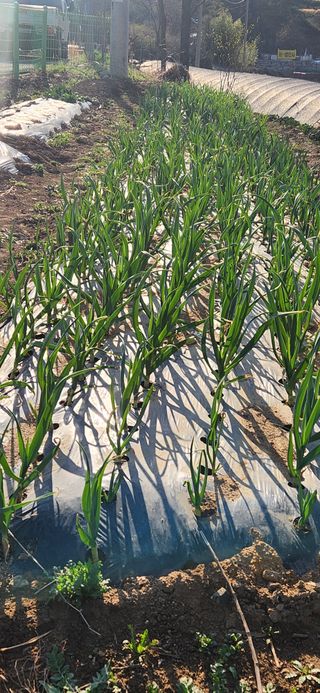 최군환님의 기타작물 · 영농일지 작성글 사진