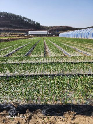 박종권님의 마늘 · 영농일지 작성글 사진