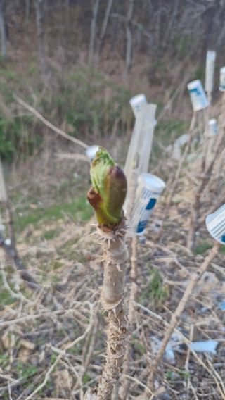 이철수님의 기타작물 · 영농일지 작성글 사진