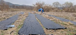 김제선:양평읍회현리님의 기타작물 · 영농일지 작성글 사진