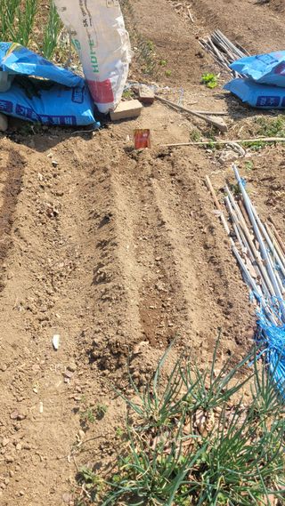 김영규님의 상추 · 영농일지 작성글 사진