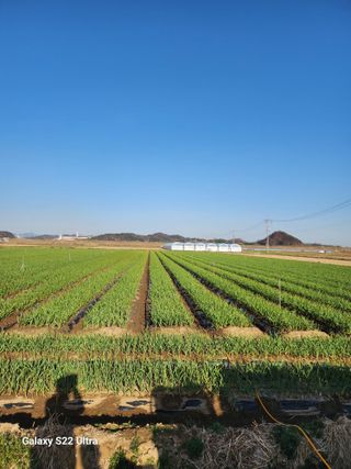 박종권님의 마늘 · 영농일지 작성글 사진