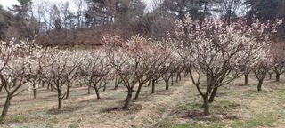 자두17509님의 매실 · 영농일지 작성글 사진