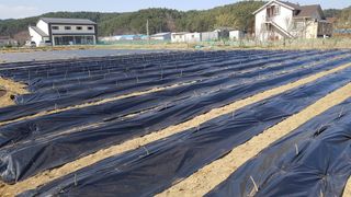 최춘득 청대산 님의 두릅 · 영농일지 작성글 사진