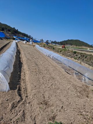 비금나루님의 기타작물 · 영농일지 작성글 사진