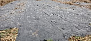 김제선:양평읍회현리님의 기타작물 · 영농일지 작성글 사진