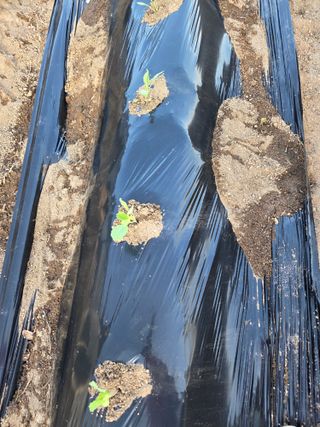 정민지호맘님의 기타작물 · 영농일지 작성글 사진