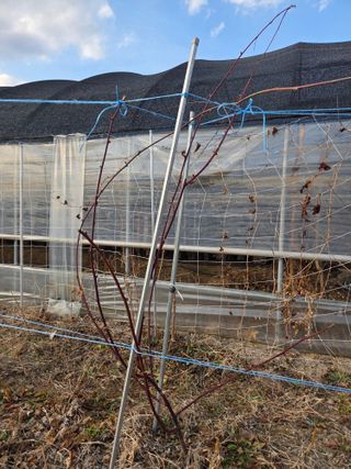 정민지호맘님의 기타작물 · 영농일지 작성글 사진