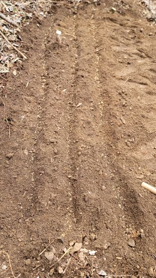 산솔바람님의 기타작물 · 영농일지 작성글 사진