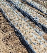 팜모닝 마늘·영농일지 게시글 이미지