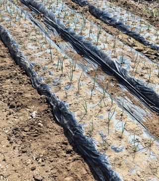 초보농부김군님의 마늘 · 영농일지 작성글 사진