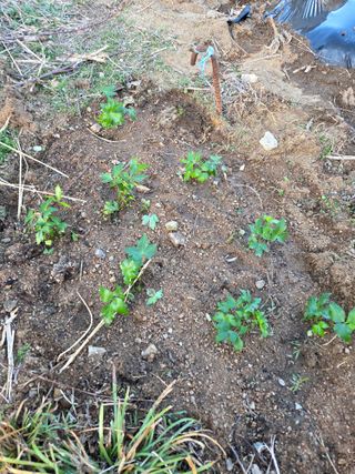 정민지호맘님의 기타작물 · 영농일지 작성글 사진