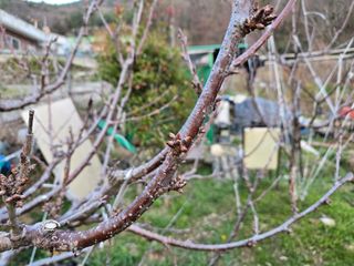 큐체리원님의 기타작물 · 영농일지 작성글 사진