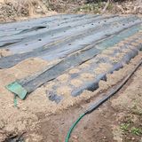 팜모닝 기타작물·영농일지 게시글 이미지