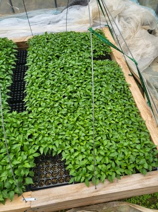 이상욱님의 고추 · 영농일지 작성글 사진