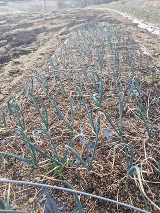 곽영신님의 두릅 · 영농일지 작성글 사진