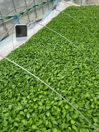 이상욱님의 고추 · 영농일지 작성글 사진