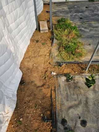 박미라님의 기타작물 · 영농일지 작성글 사진