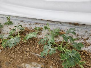 김저팔계님의 기타작물 · 영농일지 작성글 사진