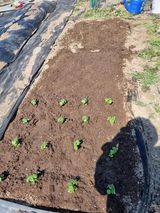 팜모닝 기타작물·영농일지 게시글 이미지