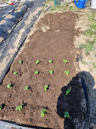 낙엽교목류14371님의 기타작물 · 영농일지 작성글 사진