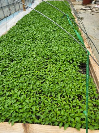 이상욱님의 고추 · 영농일지 작성글 사진