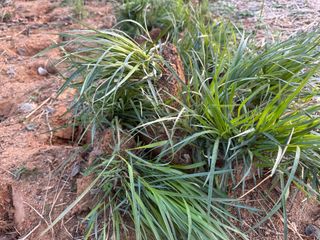 오성균님의 기타작물 · 영농일지 작성글 사진