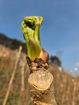 팜모닝 기타작물·영농일지 게시글 이미지