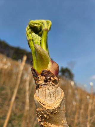 자연농원 윤상수님의 기타작물 · 영농일지 작성글 사진