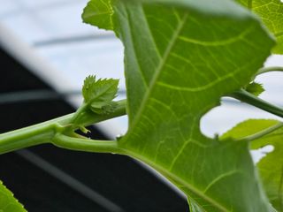 박미라님의 기타작물 · 영농일지 작성글 사진