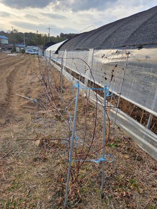 정민지호맘님의 기타작물 · 영농일지 작성글 사진