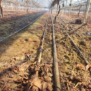 남은현님의 포도 · 영농일지 작성글 사진