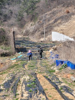박헌님의 기타작물 · 영농일지 작성글 사진